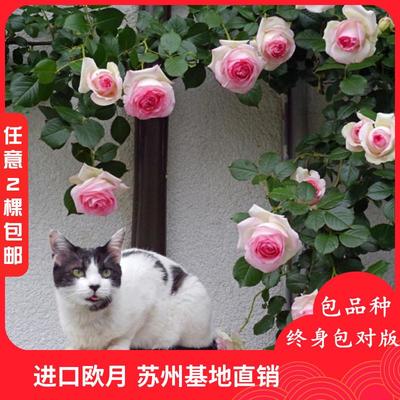 四季常青的芬芳之選 藤本月季薔薇的室內(nèi)外裝飾藝術